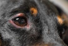 A dog's swollen eye can be painful until it is treated.