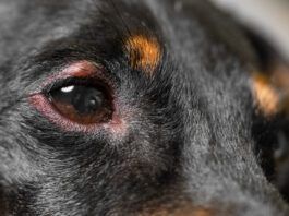 A dog's swollen eye can be painful until it is treated.