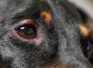 A dog's swollen eye can be painful until it is treated.