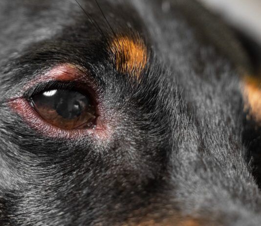 Dog Swollen Eye? Call Your Vet A dog's swollen eye can be painful until it is treated.