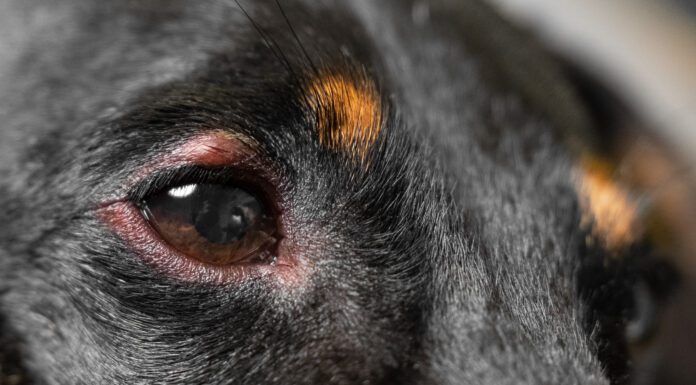 A dog's swollen eye can be painful until it is treated.