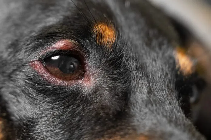 A dog's swollen eye can be painful until it is treated.