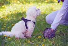 How to Firm Up Dog Poop Knowing how to firm up dog poop can spare a dog owner the mess and hassle of cleaning up loose stool.