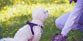 Knowing how to firm up dog poop can spare a dog owner the mess and hassle of cleaning up loose stool.