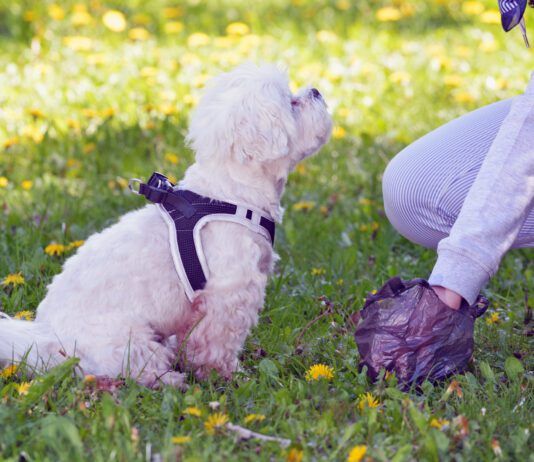 How to Firm Up Dog Poop Knowing how to firm up dog poop can spare a dog owner the mess and hassle of cleaning up loose stool.