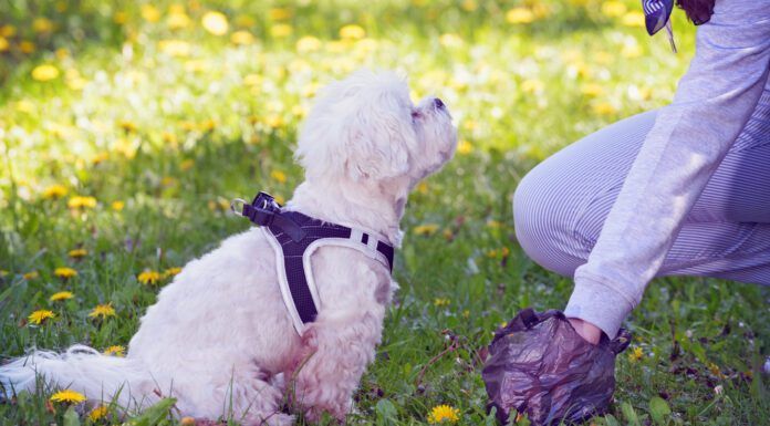 Knowing how to firm up dog poop can spare a dog owner the mess and hassle of cleaning up loose stool.
