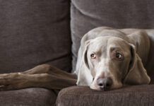 Do dogs get headaches? We don't know for sure, but science suggests that they can.