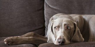 Do dogs get headaches? We don't know for sure, but science suggests that they can.