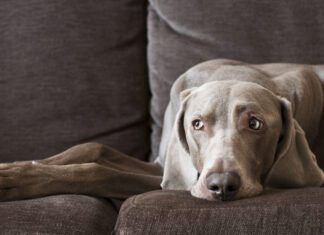 Can Dogs Get Headaches? Do dogs get headaches? We don't know for sure, but science suggests that they can.