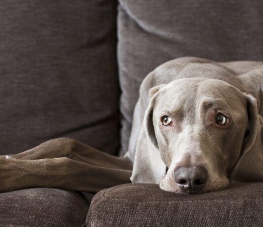 Do dogs get headaches? We don't know for sure, but science suggests that they can.