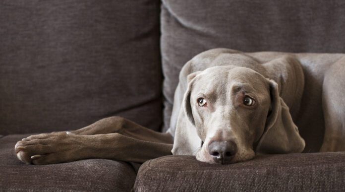 Do dogs get headaches? We don't know for sure, but science suggests that they can.