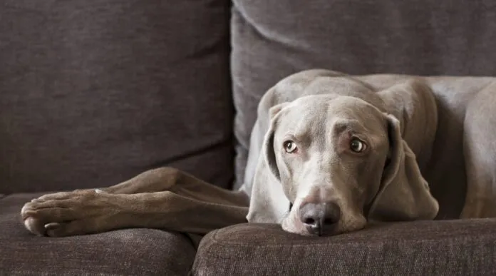 Do dogs get headaches? We don't know for sure, but science suggests that they can.