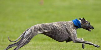 How fast can dogs run? The answer depends on breed, fitness, and individual talent.