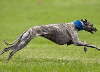 How fast can dogs run? The answer depends on breed, fitness, and individual talent.