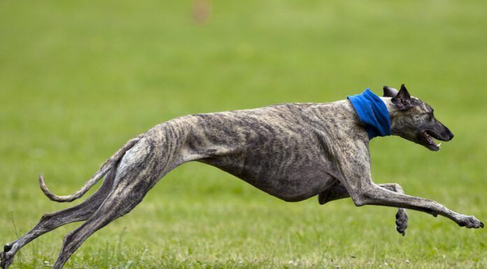 How Fast Can Dogs Run? How fast can dogs run? The answer depends on breed, fitness, and individual talent.