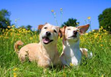 Not every dog barks, and for owners wondering why their dog doesn't bark that might be a concern.