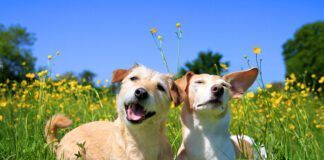 Not every dog barks, and for owners wondering why their dog doesn't bark that might be a concern.