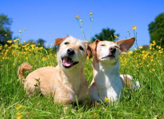 Why Doesn’t My Dog Bark? Not every dog barks, and for owners wondering why their dog doesn't bark that might be a concern.