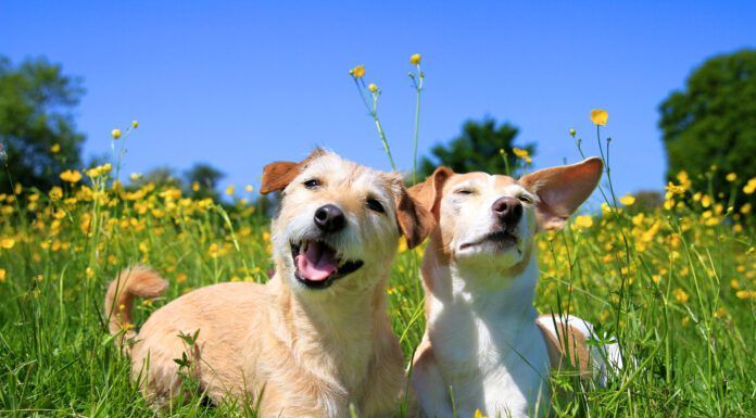 Not every dog barks, and for owners wondering why their dog doesn't bark that might be a concern.