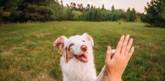 Relationship based dog training builds trust so your dog wants to be with you, and listen to you.