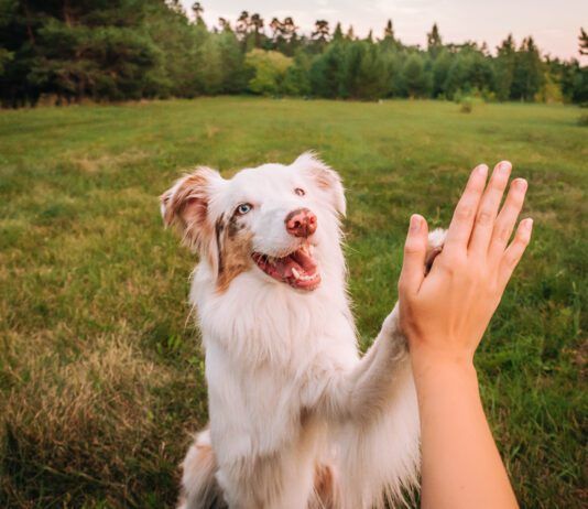 Relationship based dog training builds trust so your dog wants to be with you, and listen to you.