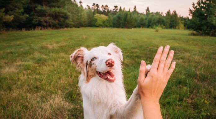 Relationship-Based Dog Training Relationship based dog training builds trust so your dog wants to be with you, and listen to you.