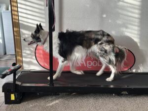 The best dog treadmill of those we reviewed was the dogPACER LF.
