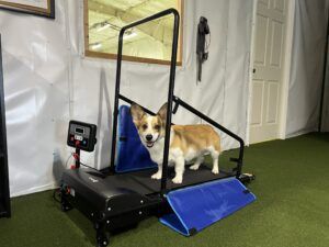 The best treadmill for dogs will match the dog's size.