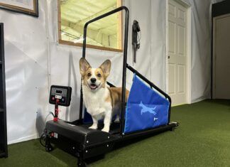 The 3 Best Dog Treadmills Too short of a dog tread mill isn't usable even for small dogs.