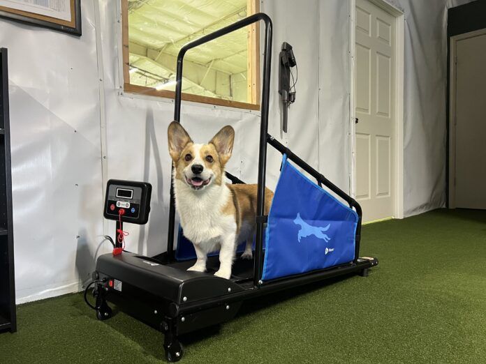 IMG_8536 Too short of a dog tread mill isn't usable even for small dogs.