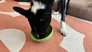 The lickimat wobble bowl is the best choice for wet food and short muzzled dogs.