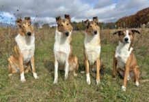 Dog deshedding shampoos are advertised as removing excess dog hair, but how do they work when put to the test.