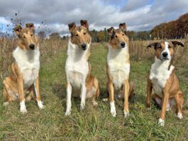 Dog deshedding shampoos are advertised as removing excess dog hair, but how do they work when put to the test.