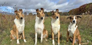 Dog deshedding shampoos are advertised as removing excess dog hair, but how do they work when put to the test.