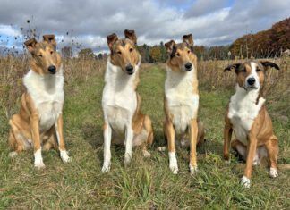 Dog deshedding shampoos are advertised as removing excess dog hair, but how do they work when put to the test.