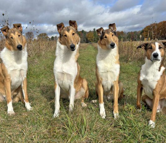 Dog deshedding shampoos are advertised as removing excess dog hair, but how do they work when put to the test.