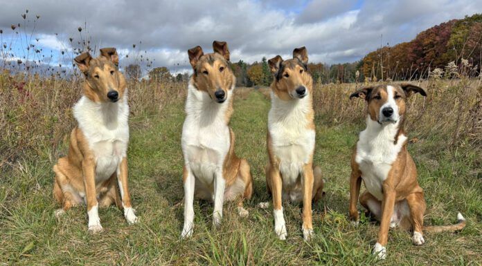 Shedding Showdown: A Trial of Deshedding Shampoos for Dogs Dog deshedding shampoos are advertised as removing excess dog hair, but how do they work when put to the test.