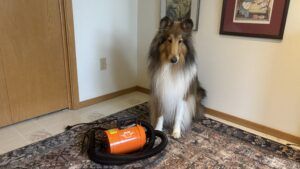 The Metrovac dog dry worked, but was a little anemic.