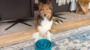 This non-skid bowl is our pick for the best slow feeder dog bowl.