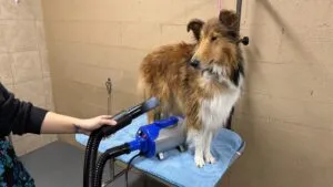 SHELANDY Dog Grooming Dryer provides an economical solution for pet drying needs