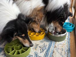 The Best Slow Feeder Dog Bowls The best slow feeder dog bowls offer safety and easy cleaning.