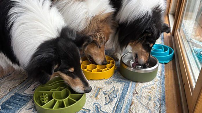 The best slow feeder dog bowls offer safety and easy cleaning.