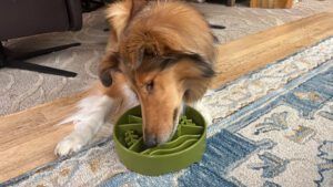 The most challenging slow feeder dog bowl reviewed.