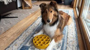 The honeycomb bowl works for feeding your dog different foods but isn't much of a challenge for dogs.