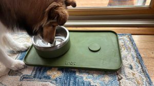The Trot Puzzle bowl is our pick for the best non plastic slow feeder dog bowl.