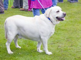 Can Ascites in Dogs Be Cured? Ascites in dogs is a buildup of fluid in your dog's abdomen indicating another problem.