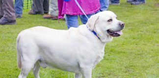 Ascites in dogs is a buildup of fluid in your dog's abdomen indicating another problem.