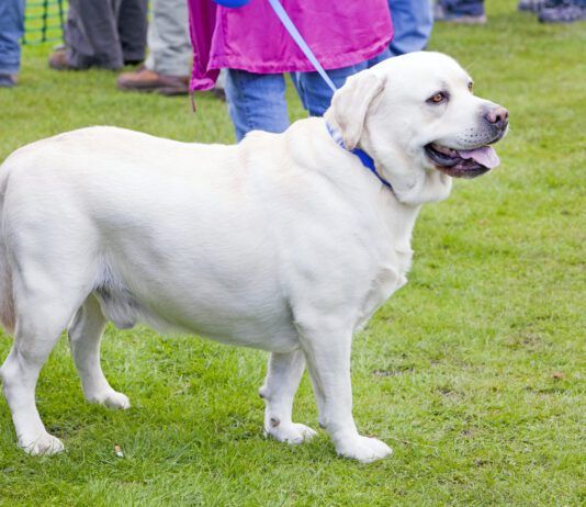 Ascites in dogs is a buildup of fluid in your dog's abdomen indicating another problem.