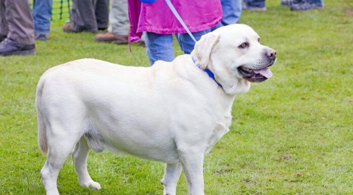 Ascites in dogs is a buildup of fluid in your dog's abdomen indicating another problem.