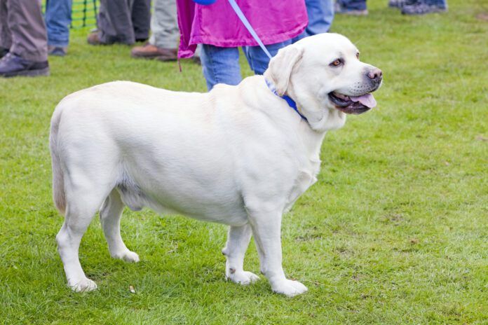 Ascites in dogs is a buildup of fluid in your dog's abdomen indicating another problem.